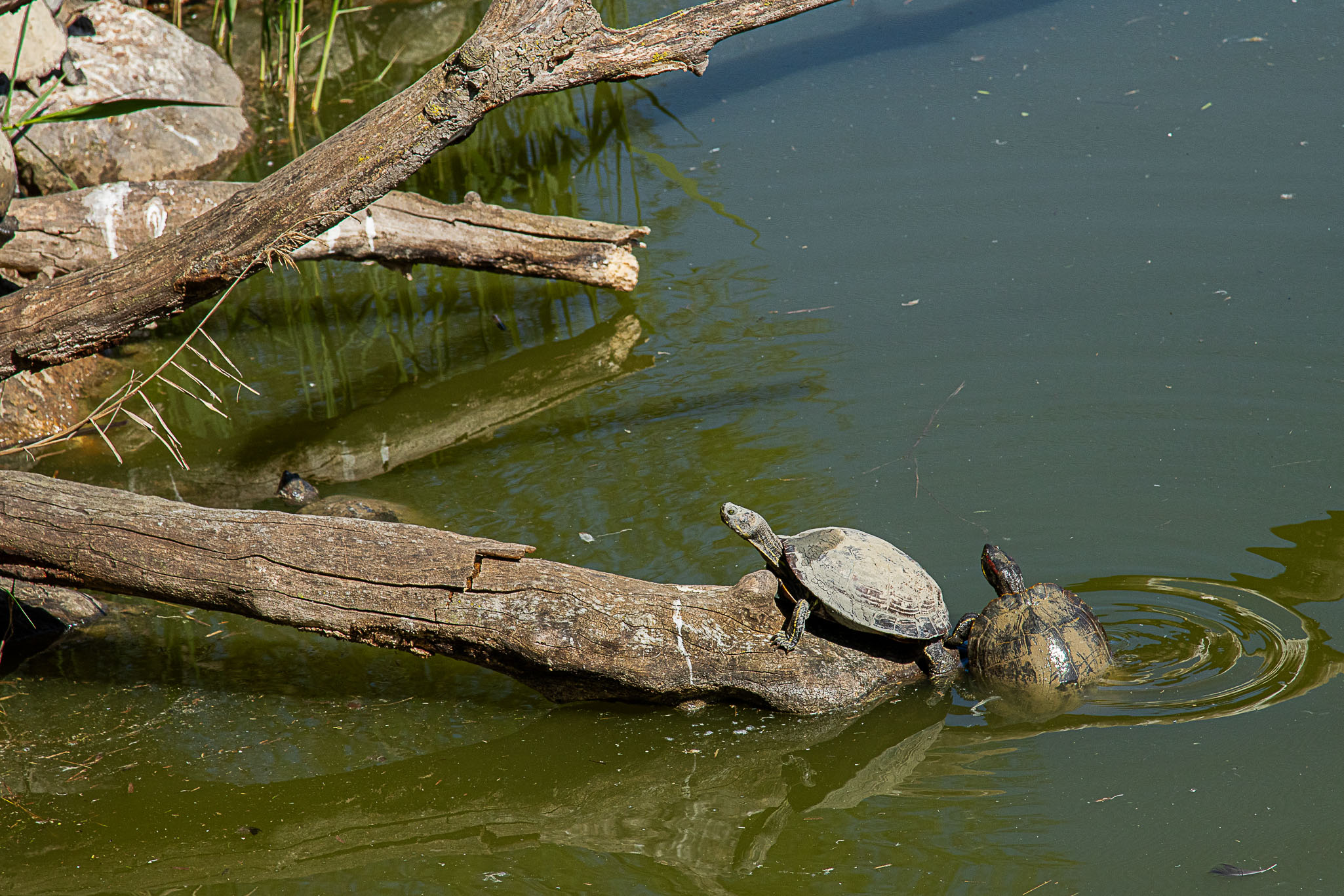 Etl Tortuga escudo